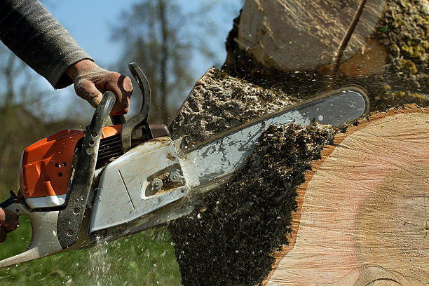 How Our Tree Care Process Works  in  Laurens, SC